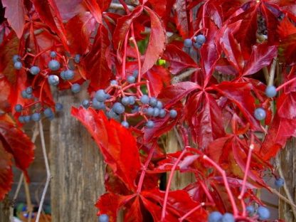 Parthenocissus quinquefolia