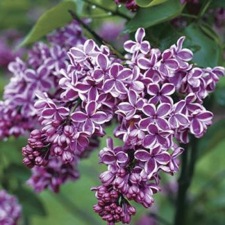 Syringa vulgaris 'Sensation'