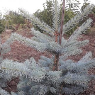 Picea pungens 'Blue Daimond'