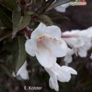 Weigela 'Black & White'