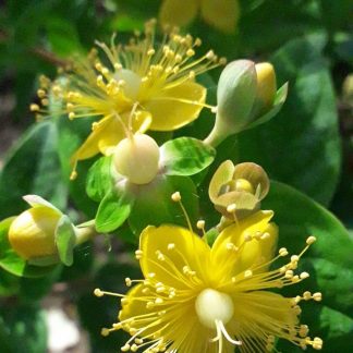 Hypericum calycinum 'Hidcote' - Sunătoare veșnic verde