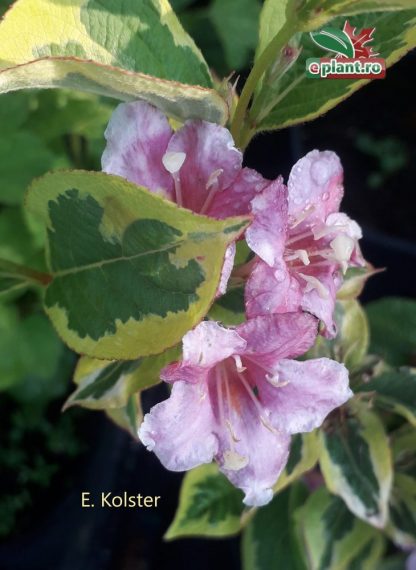 Weigela 'Kosteriana Variegata'