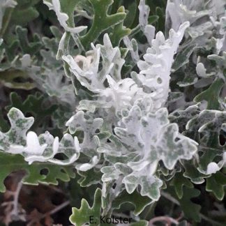 Senecio maritima 'Silverdust'