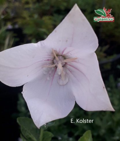 Platycodon grandiflorus 'Astra White'