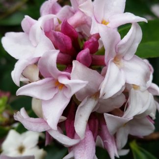 Daphne odora 'Perfume Princess'