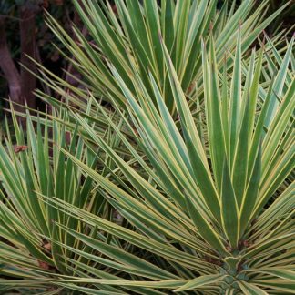 Yucca filamentosa 'Variegata'