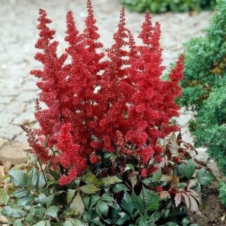 Astilbe x arendsii 'Fanal'