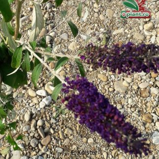 Buddleja davidii 'Black Night'