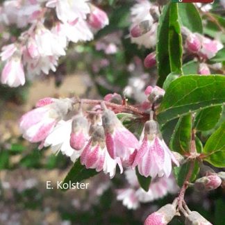 Deutzia scabra 'Plena'