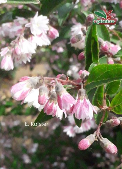 Deutzia scabra 'Plena'