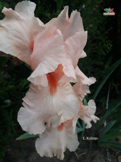 Iris germanica 'Pink Horizon'