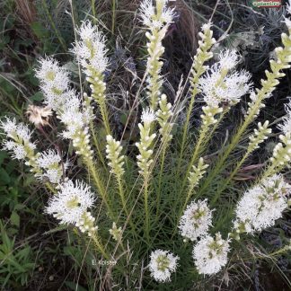 Liatris spicata 'Alba'