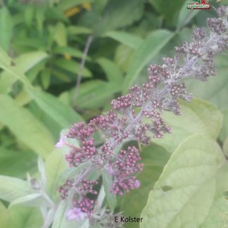 Buddleja davidii 'Roz'