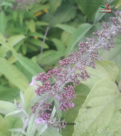 Buddleja davidii 'Roz'