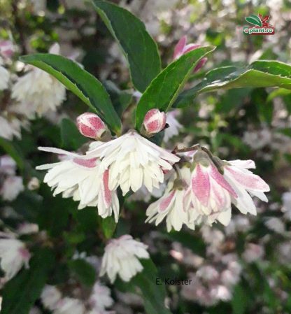 Deutzia scabra 'Plena'