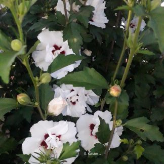 Hibiscus syriacus 'Speciosus'