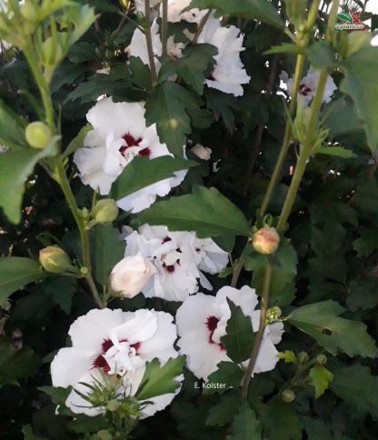 Hibiscus syriacus 'Speciosus'