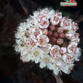 Physocarpus opulifolius 'Red Baron'