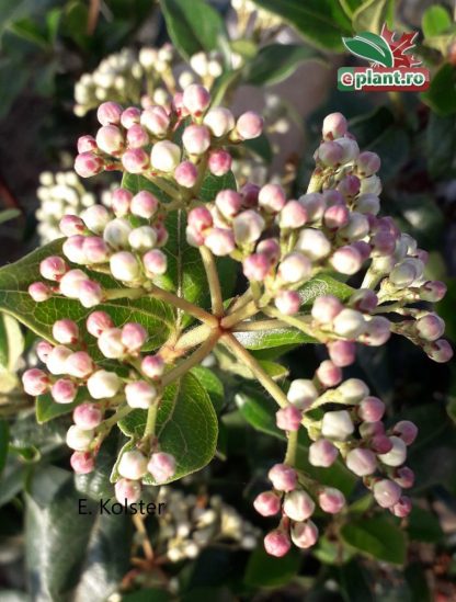 Viburnum tinus 'Gwenllian'