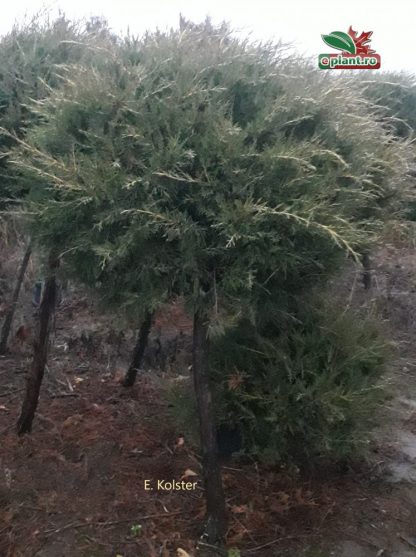 Juniperus chinensis 'Kuriwao Gold'