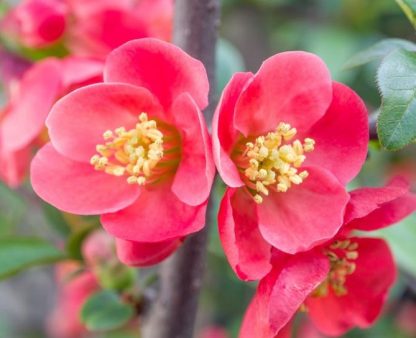 Chaenomeles superba 'Texas Scarlet'