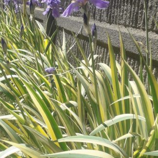 Iris pallida ' Aureovariegata'