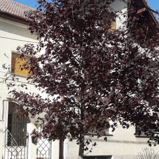 Acer pseudoplatanus 'Faassen's Black'