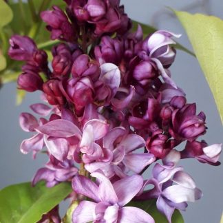 Syringa vulgaris 'Edward Harding'