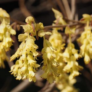 Corylopsis pausiflora