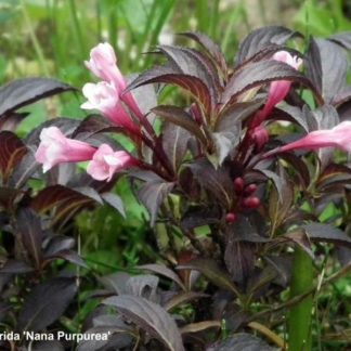 Weigela floribunda 'Purpurea Nana'