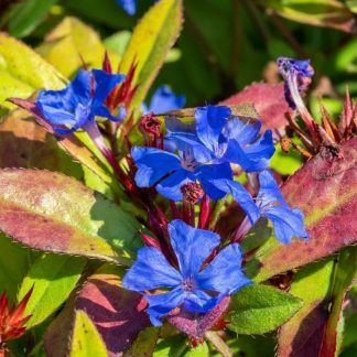 Ceratostigma plumbaginoides 'Autumn Blue'