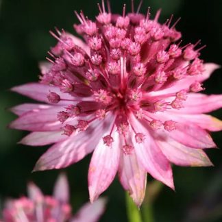 Astrantia major 'Rosensinfonie'