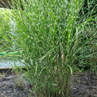 Miscanthus sinensis 'Zebrinus'