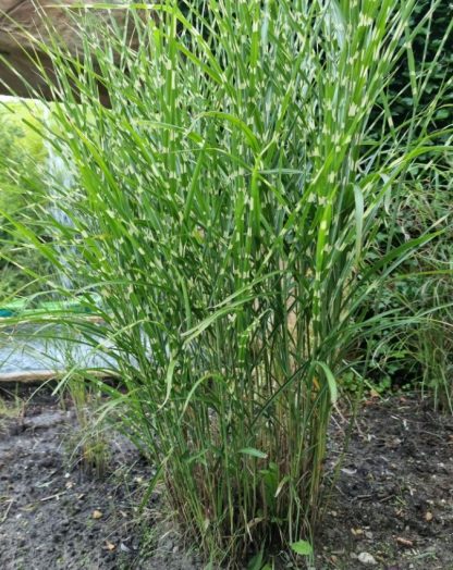 Miscanthus sinensis 'Zebrinus'