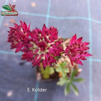 Astrantia major 'Claret'