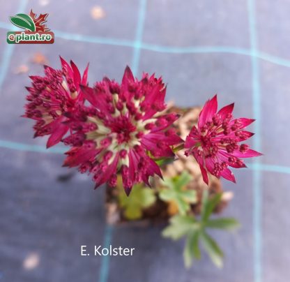 Astrantia major 'Claret'