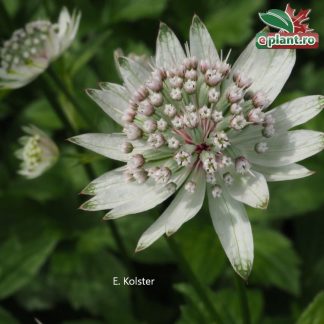 Astrantia major