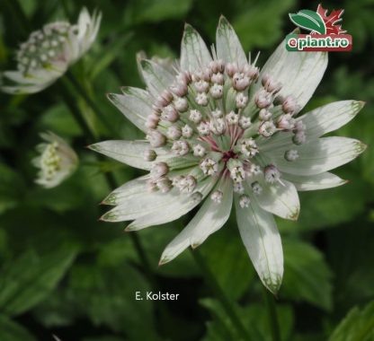 Astrantia major