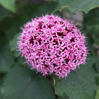 Clerodendrum bungei