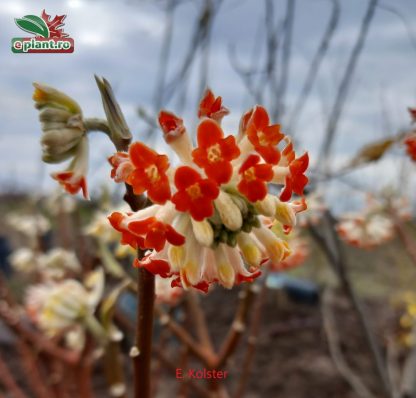 Edgeworthia chrysantha 'Red Dragon'