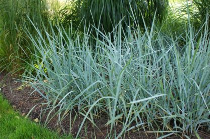 Elymus (leymus) arenarius 'Glaucus'