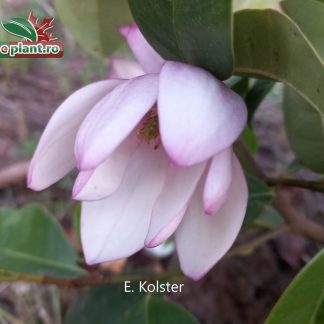 Magnolia grandiflora 'Rosea'