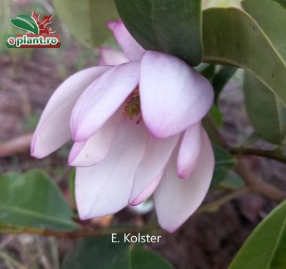 Magnolia grandiflora 'Rosea'