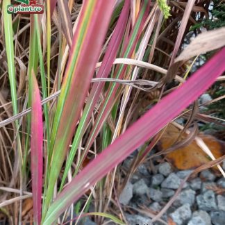 Imperata cylindrica 'Red Baron'