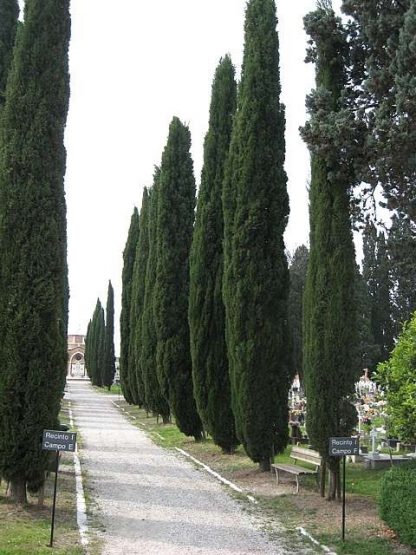 Cupressus sempervirens