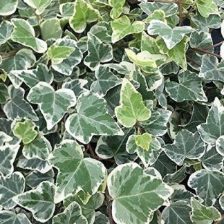 Hedera helix 'White Wonder'