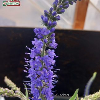 Veronica spicata 'Blue'