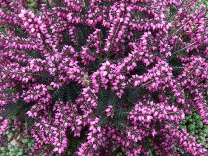 Erica darleyensis 'Kramer's Rote'