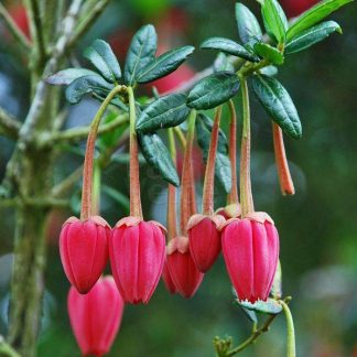 Crinodendron hookerianum