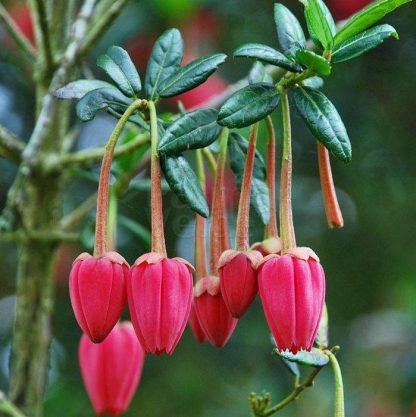 Crinodendron hookerianum